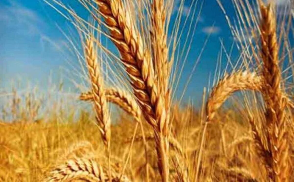اجرای کشت قراردادی در هاله ای از ابهام