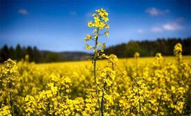 کشاورزی قراردادی، چتر نجاتی برای کشاورزان خرد