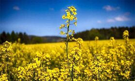 کشاورزی قراردادی، چتر نجاتی برای کشاورزان خرد