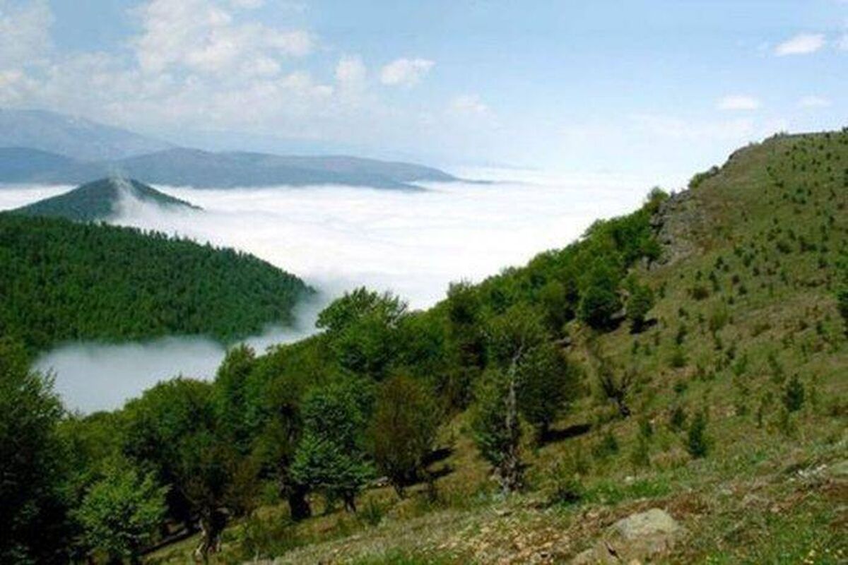 فردا، پویش مردمی احیای جنگل‌های زاگرس در ۱۱ استان کشور