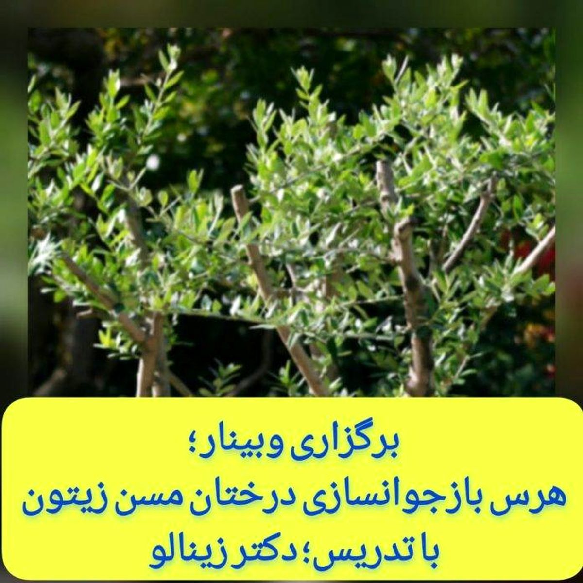 وبینار «هرس بازجوانسازی درختان مسن زیتون»؛ 14 آذرماه
