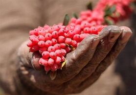 خرید حمایتی گامی موثر جهت کاستن از دغدغه زرشک‌کاران
