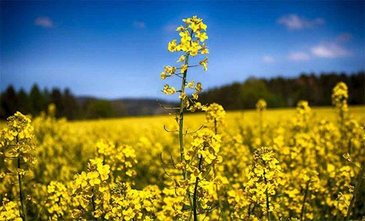 خوداتکایی در تولید دانه‌های روغنی مستلزم کشت قراردادی