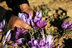 تلاش مافیا برای کاهش قیمت زعفران