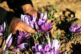 تلاش مافیا برای کاهش قیمت زعفران