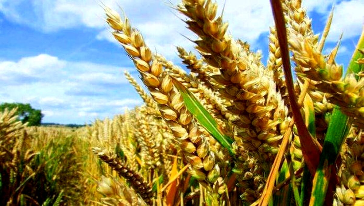تولید؛ خط قرمز واقعی یا …