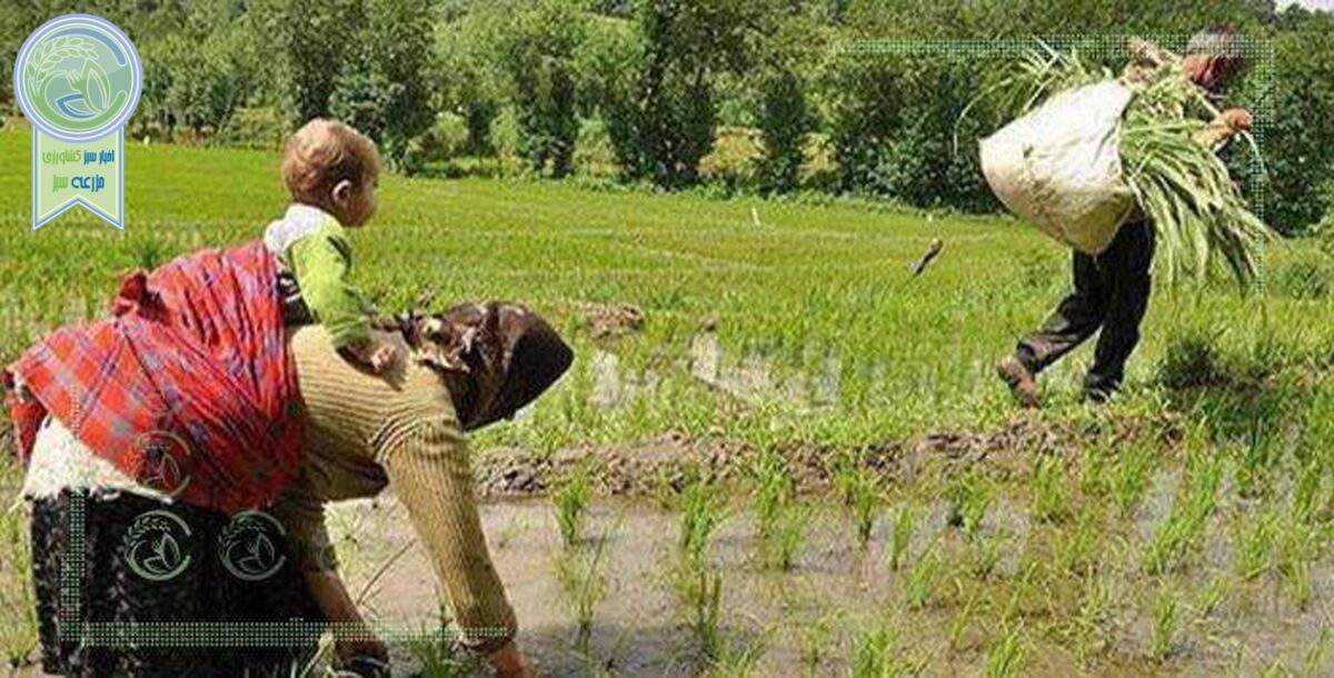 کشاورزی کشور معیشتی است، نه اقتصادی