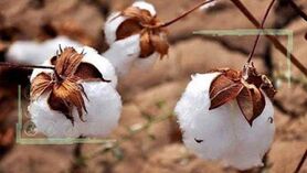 ۲ برابر تولید داخلی پنبه وارد می‌کنیم
