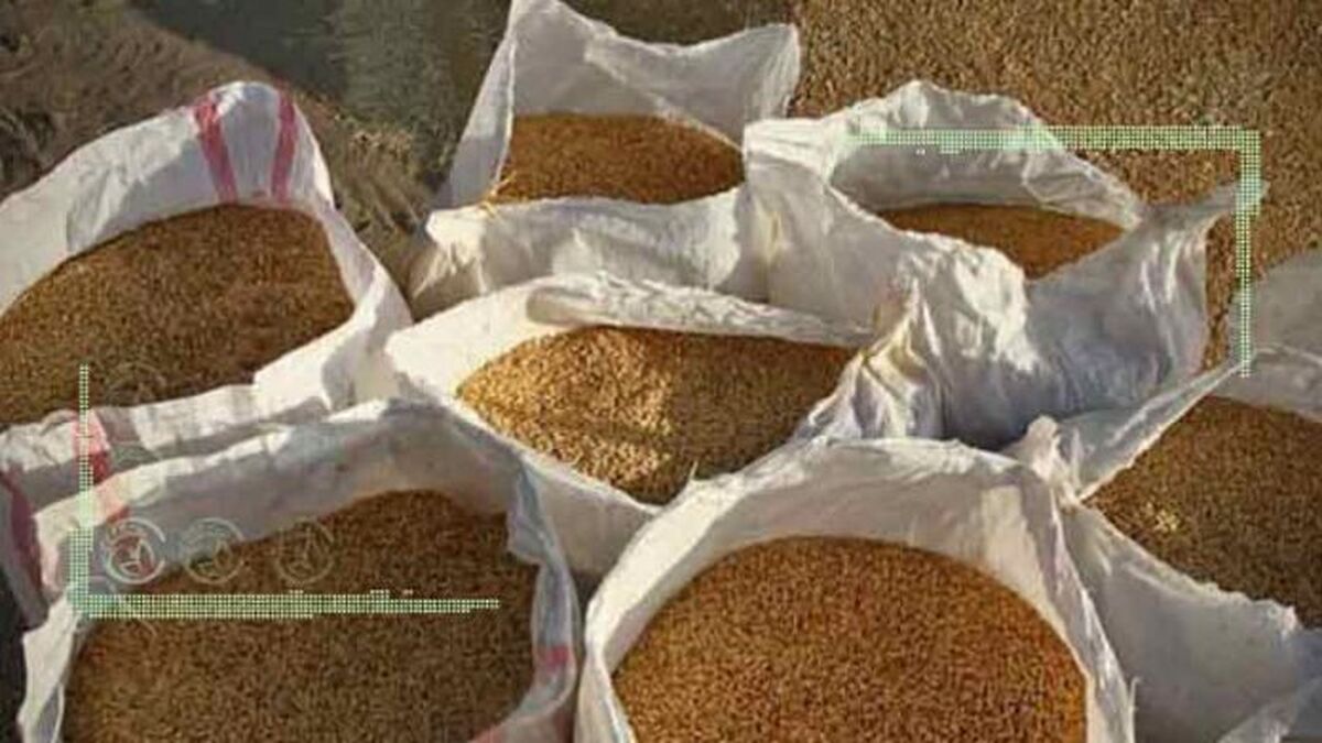 ابعادی دیگر از ماجرای گندم‌های آلوده