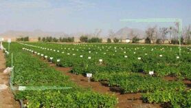 ابرچالش سازمان تحقیقات و آب نه باریکه