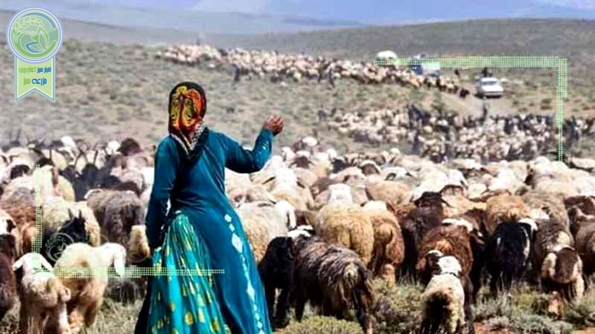تحقق تنها ۲۰ درصد برنامه خرید دام مازاد عشایر