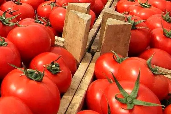 خرید گوجه فرنگی با هدف تأمین منافع کشاورزان استان فارس

