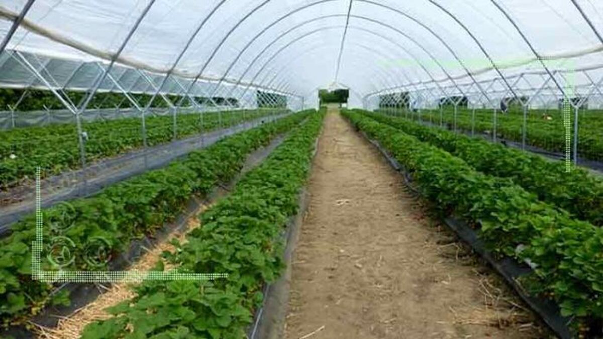 احداث 225 هکتار گلخانه در استان تهران