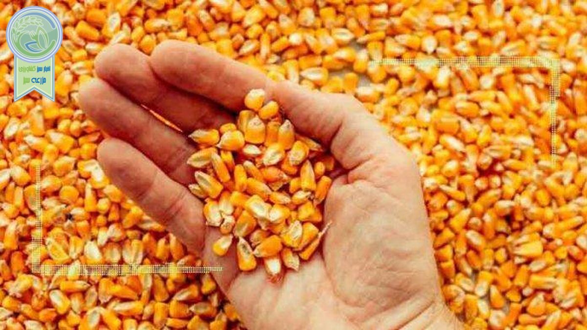 افزایش قیمت غلات با تشدید تنش‌ها در دریای سیاه