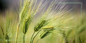 ارقام تحول‌زای گندم دستاوردی از جنس امنیت غذایی