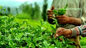 صادرات چای ایرانی به 27 کشور دنیا
