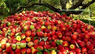 مصوبات خرید تضمینی سیب در آذربایجان غربی عملی نشده است