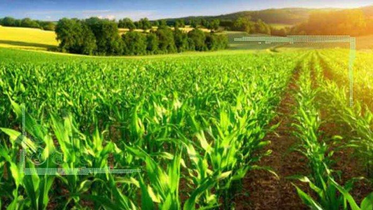 نمره صفر وزارت جهاد کشاورزی در صدور مجوزها
