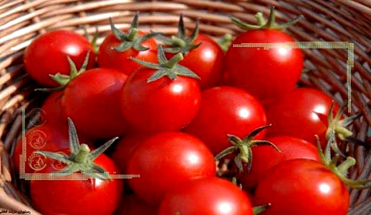 مراحل بذرگیری گوجه‌فرنگی و تبدیل آن به نهال در منزل