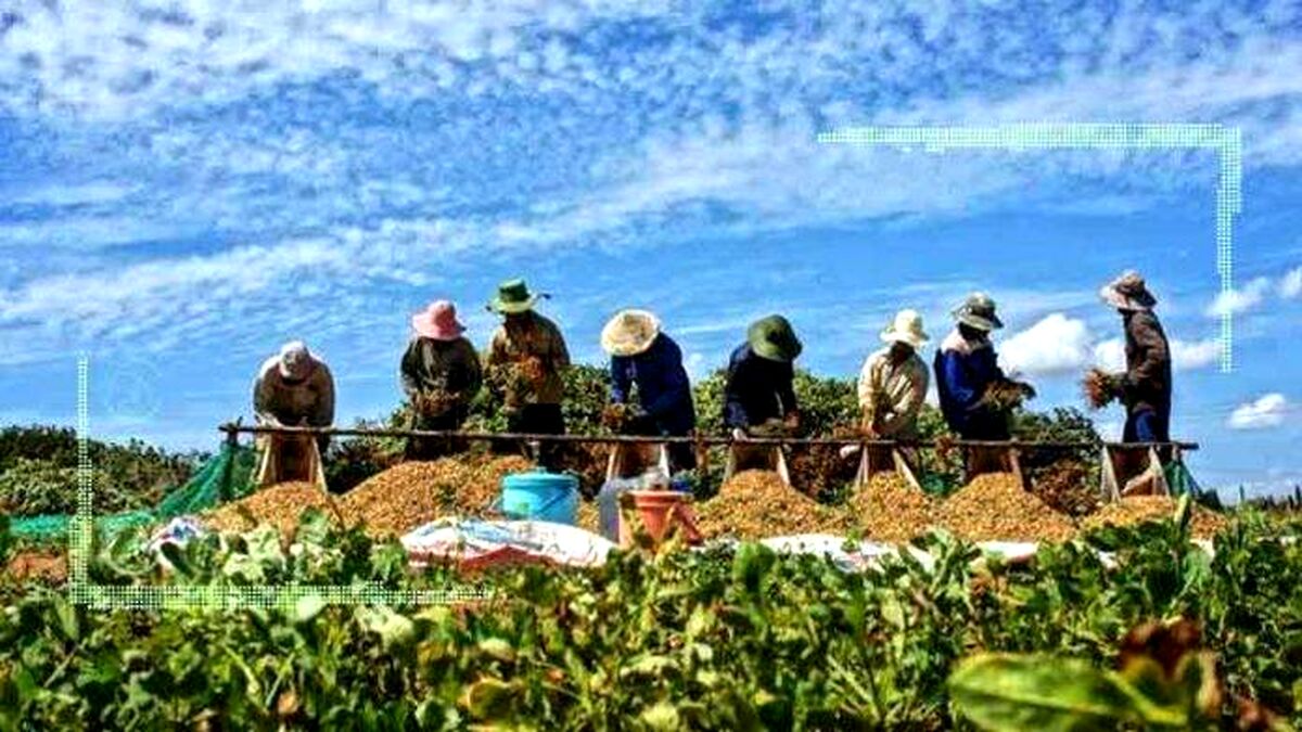 بررسی رشد تولید محصولات کشاورزی در کتاب سال فائو 2021