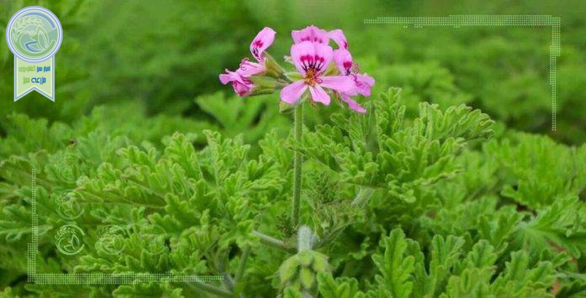 کشت گیاهان دارویی، صنعتی نوپا و درآمدزا
