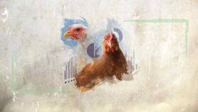 تیر خلاص بر پیکر صنعت دامداری و مرغداری