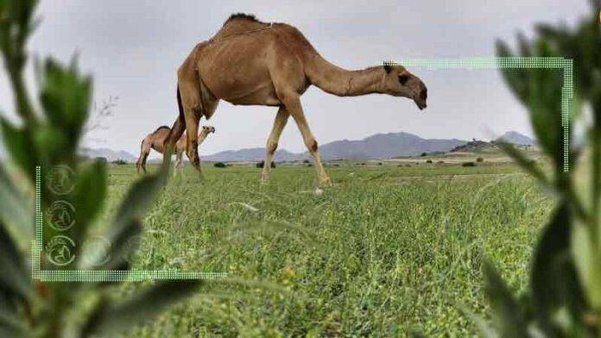 پادشاهی مدرن عربستان و عبور از تجارت خرما