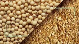 عرضه ۲۰۰ هزار تن کنجاله در سامانه بازارگاه