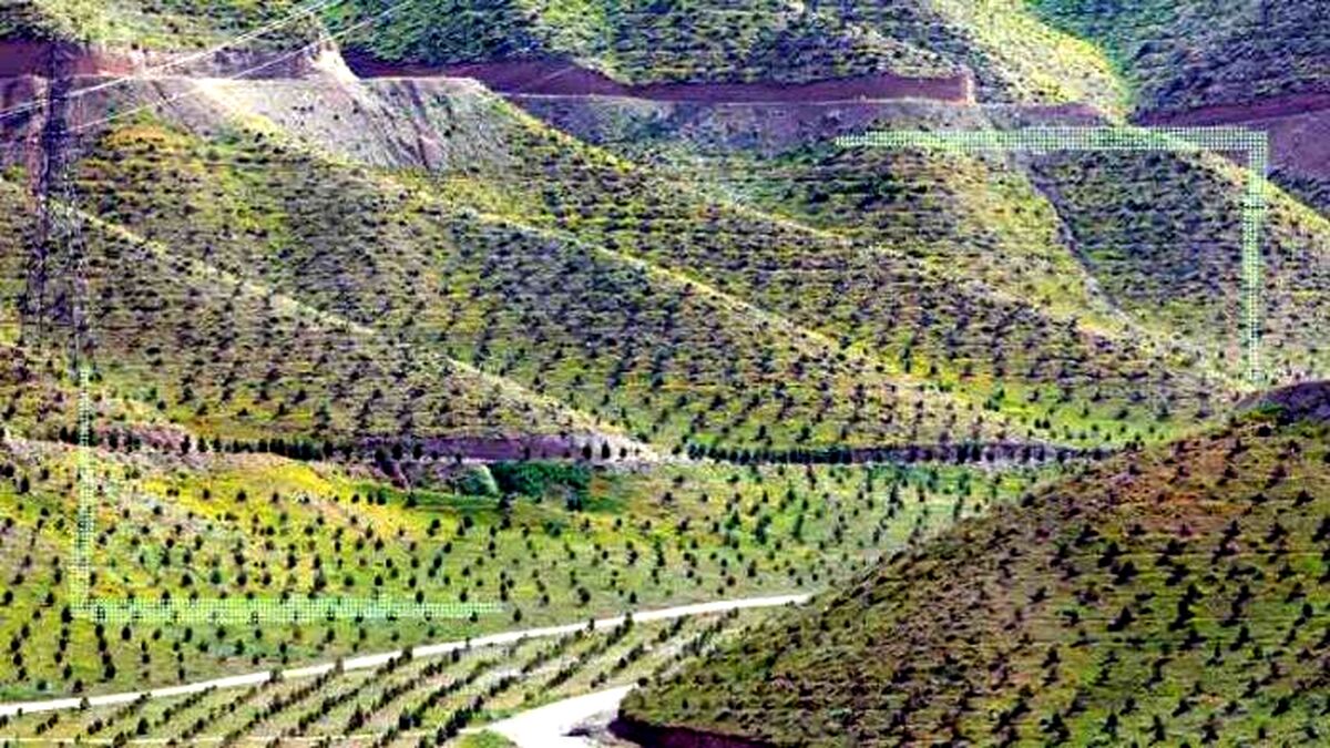 هدفگذاری 300 میلیون اصله نهال ویژه زراعت چوب
