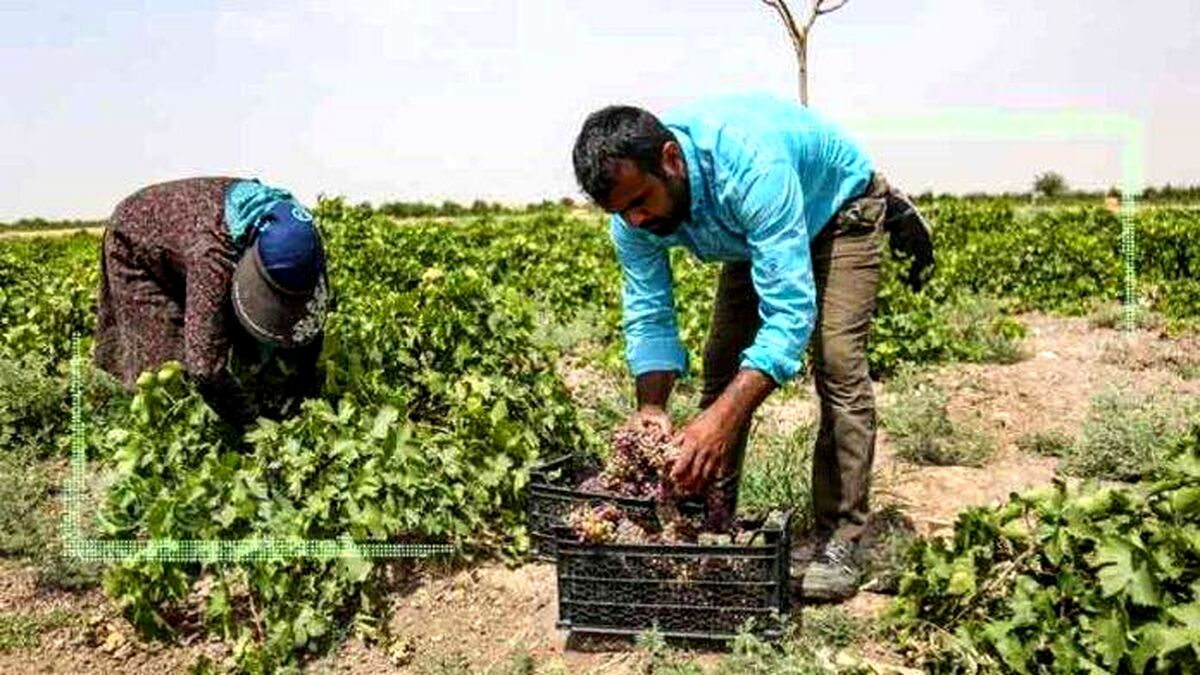 رشد ۲۶ درصدی تامین کودهای یارانه‌ای برای کشاورزان قمی