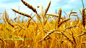 شورای قیمت‌گذاری بر سر قیمت ۱۵ هزاری گندم به توافق نرسید