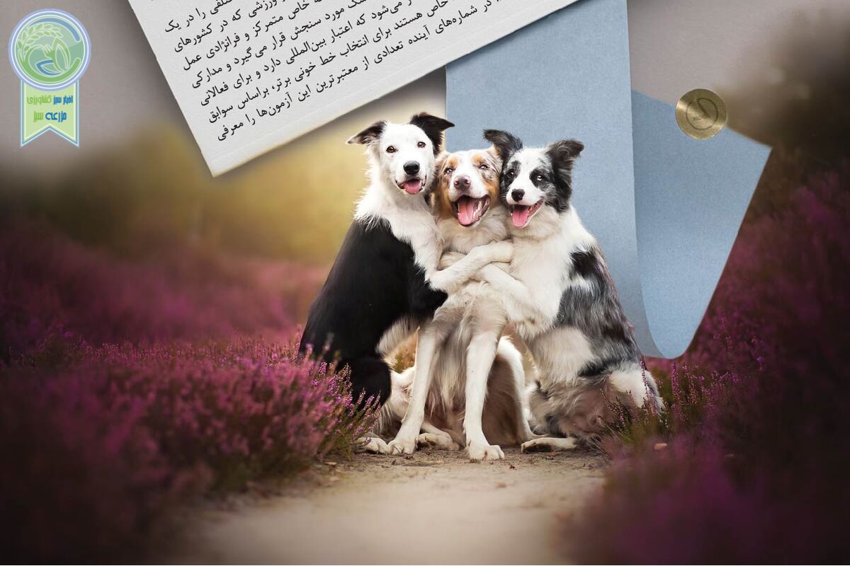 زیربنای تولید و پرورش سگ مدرن
