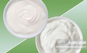 ماست یونانی یا ماست چکیده؛ کدام برای لاغری برنده است؟
