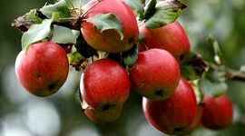 اگر هسته سیب بخوریم، می‌میریم؟

