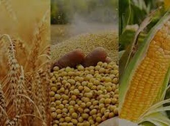 قیمت جهانی مواد غذایی در ژوئیه افزایش یافت؛ غلات و شکر در صدر رشد 