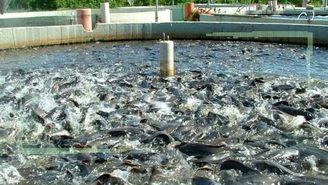 احتمال ورشکستگی مزارع پرورش ماهیان سردآبی