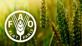 افزایش قیمت مواد غذایی در سایه جنگ اوکراین