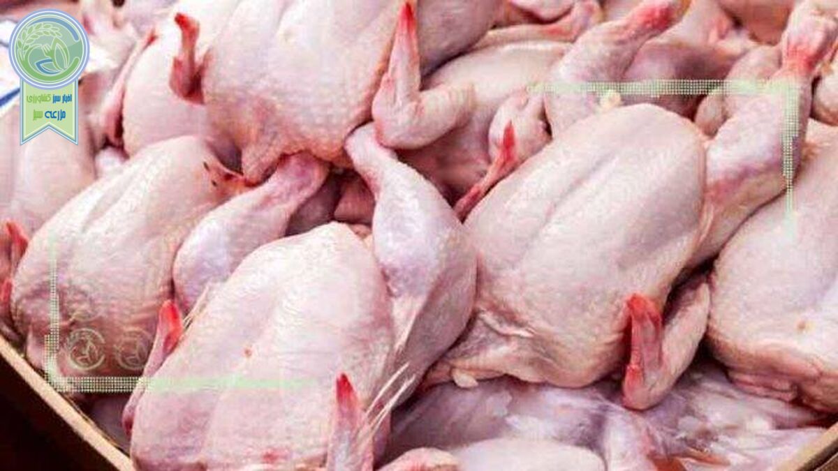 مرغ نخریم تولیدکننده نابود خواهد شد