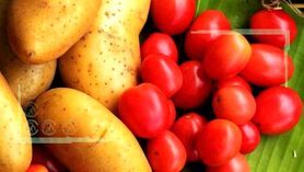 صادرات دلایل افزایش قیمت گوجه فرنگی و سیب زمینی