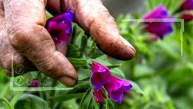 قیمت گیاهان دارویی افزایش نیافته است