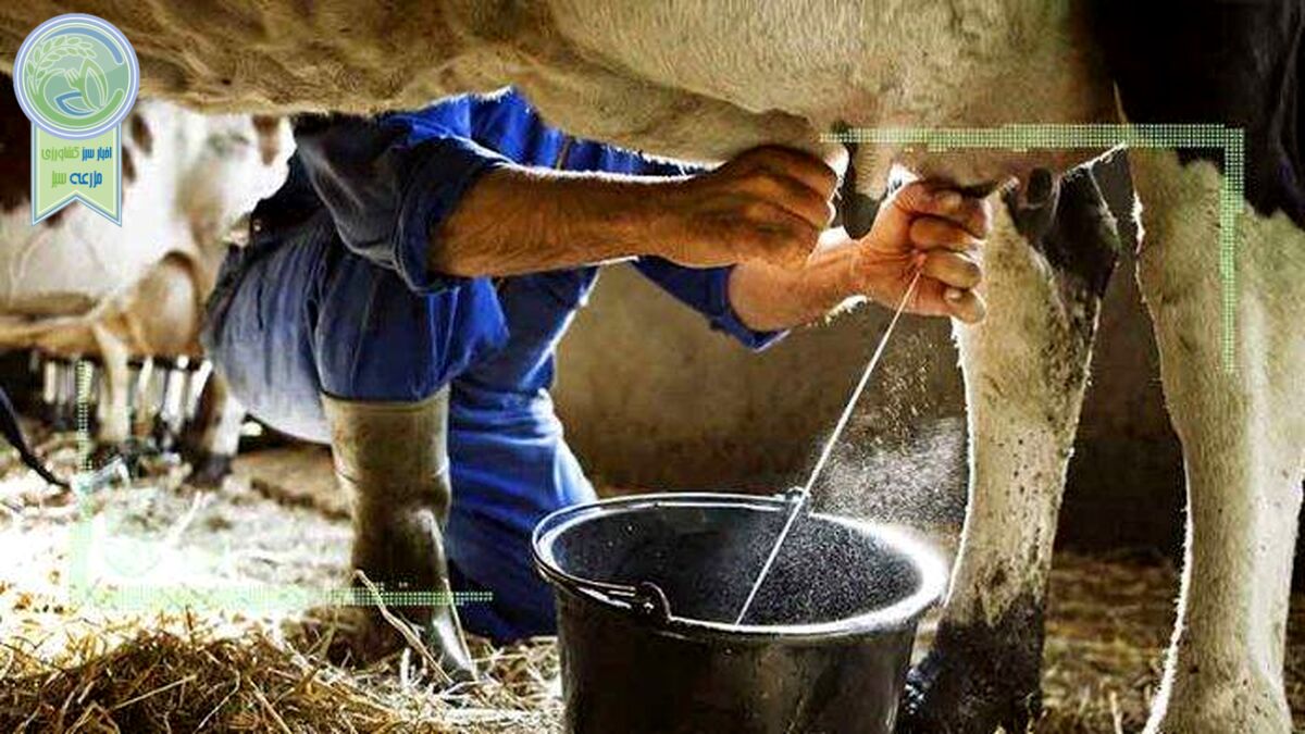 قیمت 12هزار تومان شیر کفاف هزینه‌های تولید را نمی‌دهد