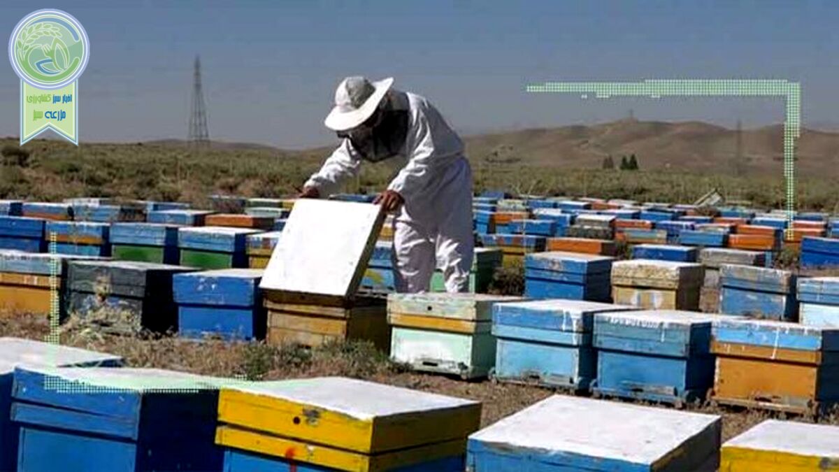 چالش‌های خشکسالی در صنعت زنبورداری