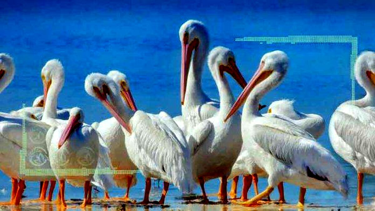 زیست ۳۵ گونه انواع پرنده در تالاب‌های مهاباد