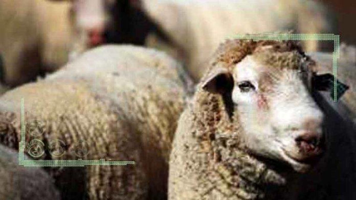 پشم گوسفند؛ سرمایه‌ای که در نبود مشتری هدر می‌رود