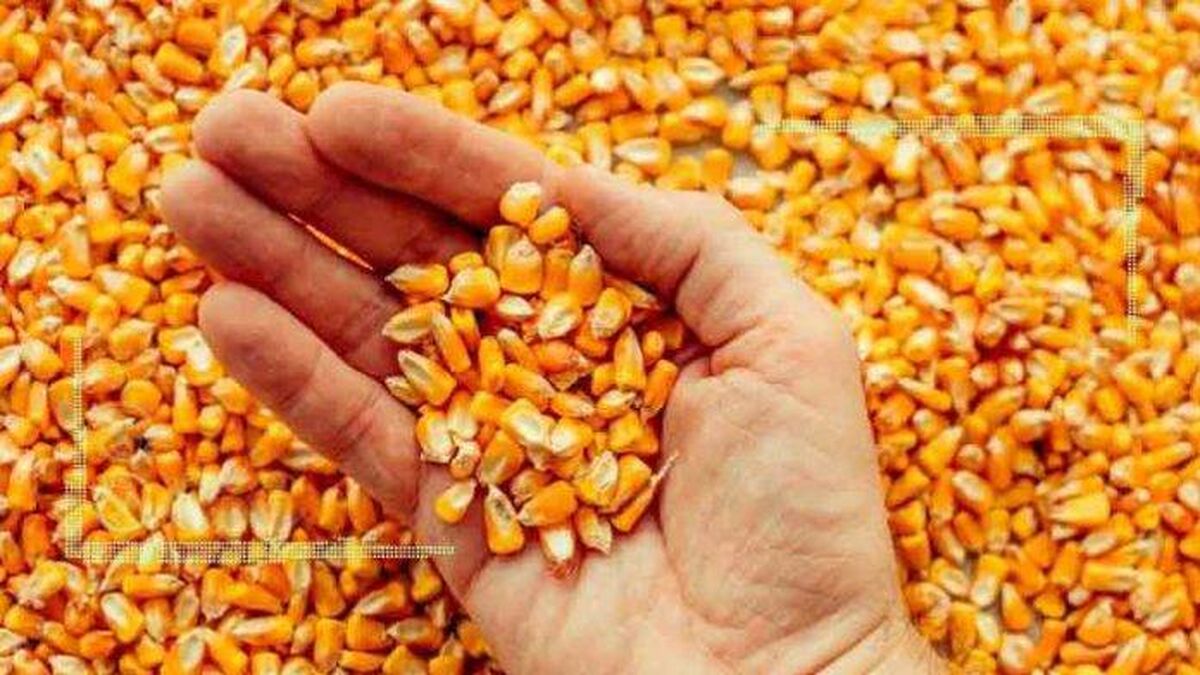 دپوی ۲.۵ میلیونی نهاده در بنادر و دست‌های خالی دمدار