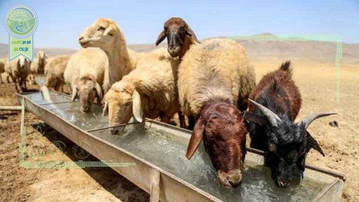  فایده تولید گوشت قرمز دام سبک 
