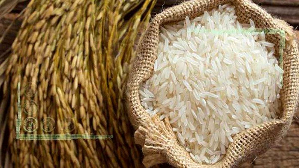 دولت از تنظیم بازار برنج کناره گیری کرد