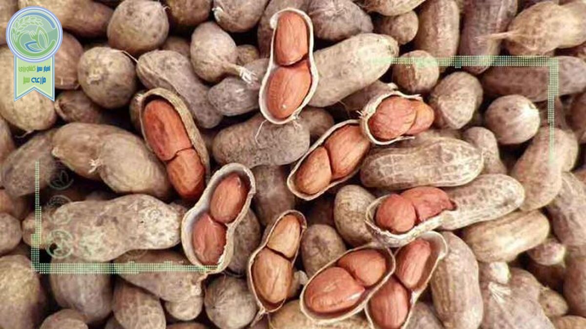 بادام گیلان در دام مشکلات