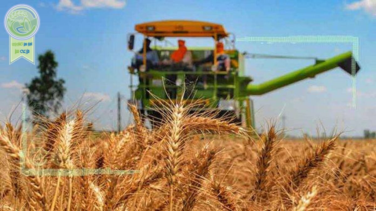 ضعف مکانیزاسیون، عامل ضایعات 15درصدی گندم
