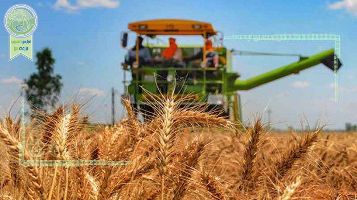 ضعف مکانیزاسیون، عامل ضایعات 15درصدی گندم